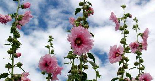 蜀葵花的美与象征意义（探寻蜀葵的独特魅力与心灵启示）