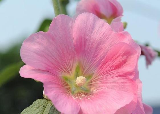 蜀葵花的美与象征意义（探寻蜀葵的独特魅力与心灵启示）