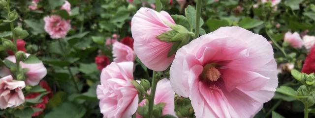 蜀葵花的美与象征意义（探寻蜀葵的独特魅力与心灵启示）