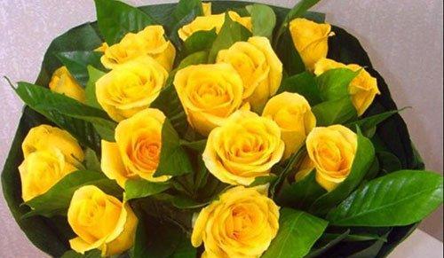 送黄玫瑰的含义及象征（探寻黄玫瑰背后的情感与寓意）