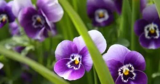 永恒之花（以百合花为代表）