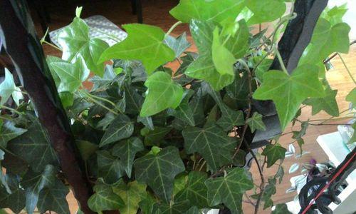 常春藤的花语（常春藤传递的生命力与爱情的情愫）