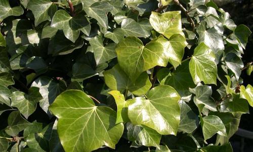 常春藤的花语（常春藤传递的生命力与爱情的情愫）