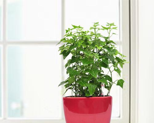 常春藤的花语（常春藤传递的生命力与爱情的情愫）