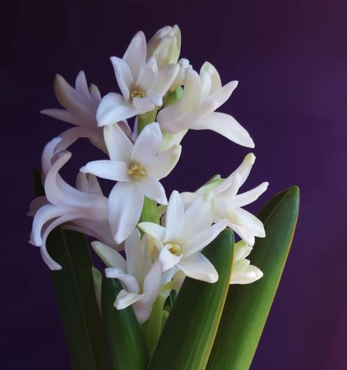 白色风信子花语(白色风信子花语的意义和传说)