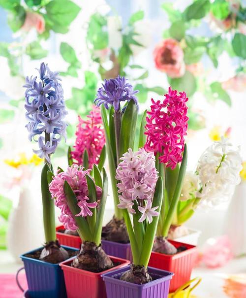 白色风信子花语（白色风信子花语的意义和传说）