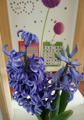 白色风信子花语（白色风信子花语的意义和传说）