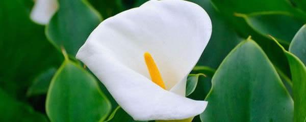自私的花朵（揭示人类自私本性的花朵语言）