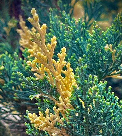 松柏树的象征意义（生命力与坚韧的象征——松柏树）