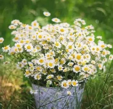 白色雏菊的花语与寓意（揭秘白色雏菊的意义与象征）