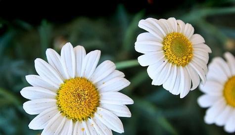 白色雏菊的花语与寓意（揭秘白色雏菊的意义与象征）