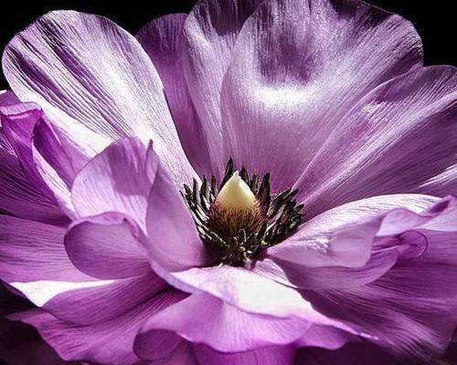 自负自恋尊敬的花之玫瑰（独特美丽）