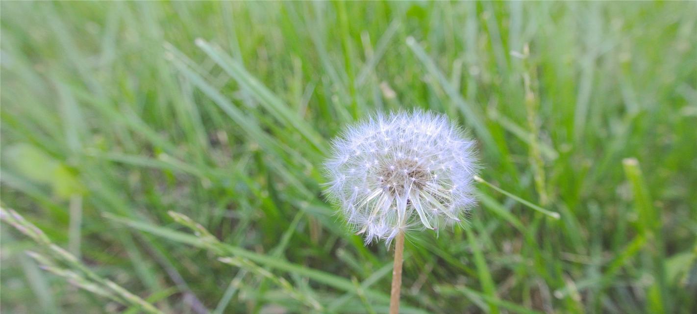 蒲公英的寓意与象征意义（探索蒲公英的生命力与自由精神）