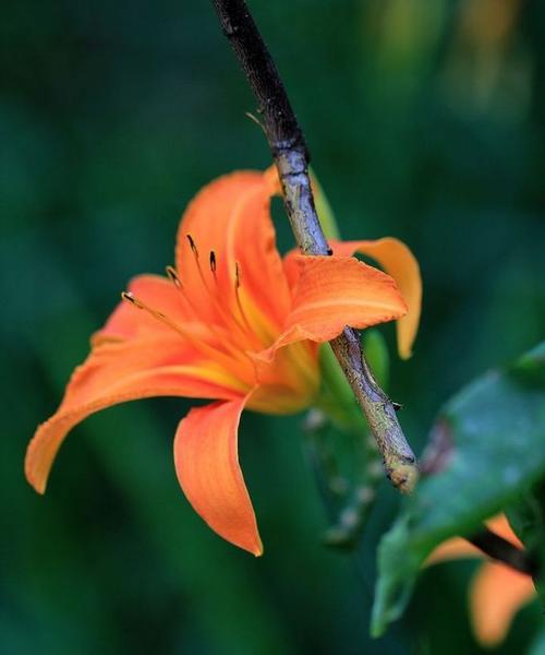 以萱草花的花语（温暖）