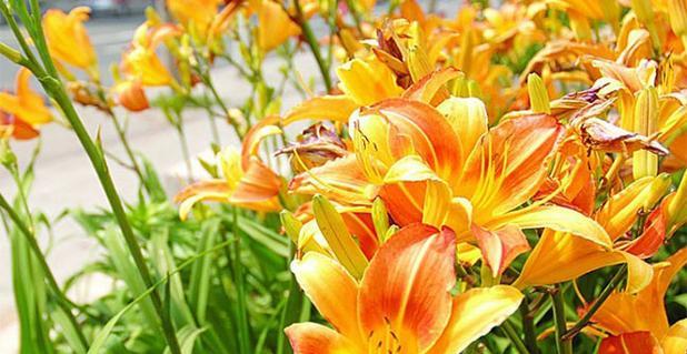 以萱草花的花语（温暖）