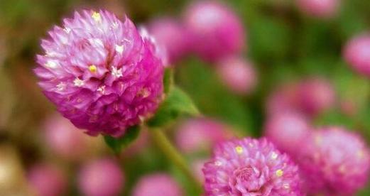 忠诚的花朵——以玫瑰为代表的忠诚（从花朵中看见真诚与忠诚）