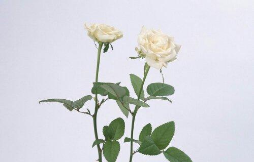白玫瑰花语（探索白玫瑰的深意）