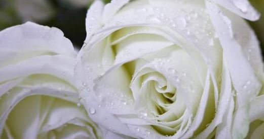 白玫瑰花语（探索白玫瑰的深意）