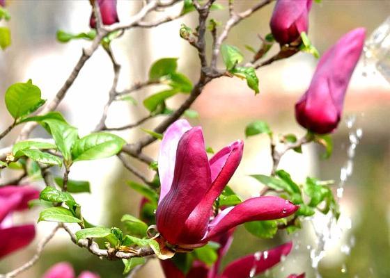 红玉兰花（勇往直前）