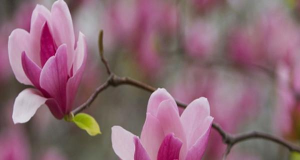 红玉兰花（勇往直前）