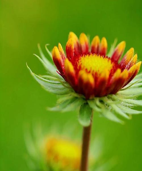 天人菊的花语与意义——从花卉中品味人生的哲理（探寻天人菊的花语）
