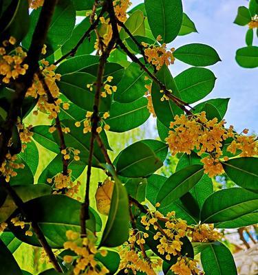 桂花（花开满园）