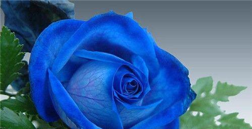 《蓝色妖姬的寓意》（揭示内心深处的渴望和矛盾）