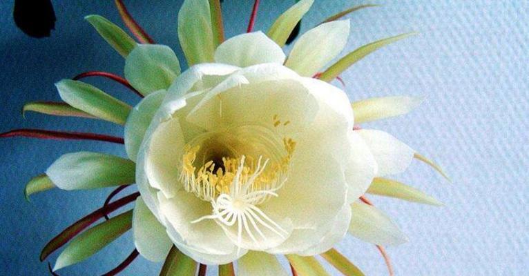 昙花花语及其寓意（昙花的美丽绽放与淡定心境）