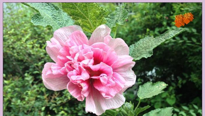 蜀葵花语与爱情的象征（浪漫而深沉的花语之谜）