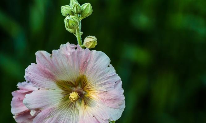 蜀葵花语与爱情的象征（浪漫而深沉的花语之谜）