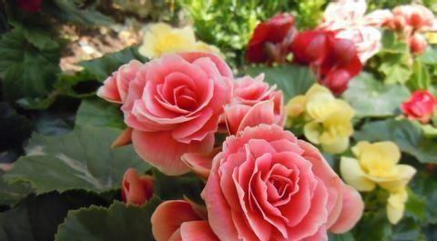 以丰花月季代表的美丽与坚韧（探索花卉中的生命之美）