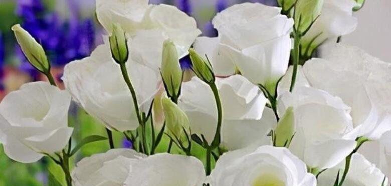 白色洋桔梗的花语（探寻白色洋桔梗花朵所传递的深刻含义）