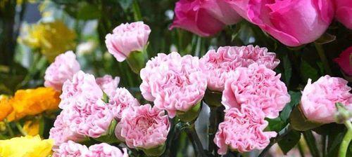 康乃馨的花语之不同颜色的含义（解读康乃馨各色的情感表达）