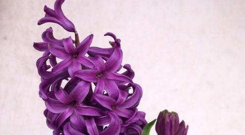 紫色风信子花语（探索紫色风信子的花语及其内涵）