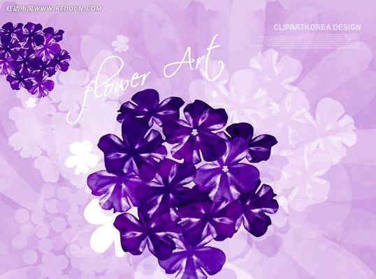 紫色风信子花语（探索紫色风信子的花语及其内涵）