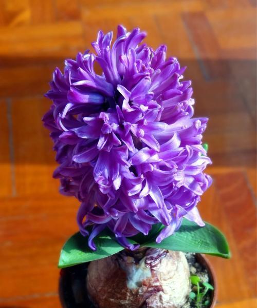 紫色风信子花语（探索紫色风信子的花语及其内涵）