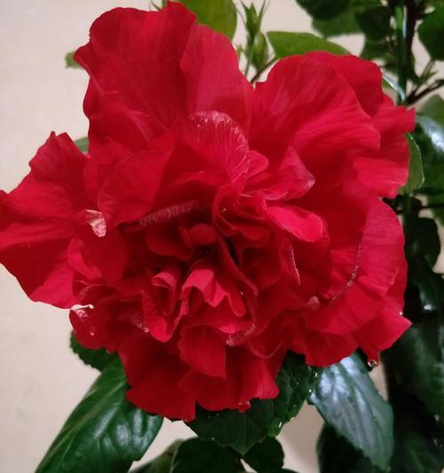 牡丹花的象征意义与美丽之旅（深入了解牡丹花的文化内涵与艺术之美）