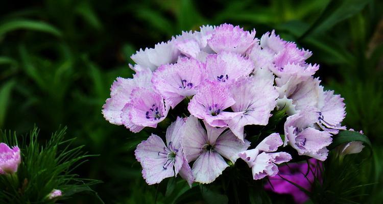 以须苞石竹的花语（绽放生命的温暖——以须苞石竹的含义与象征）