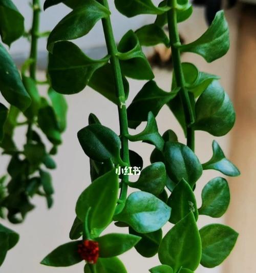 牡丹吊兰花语（探秘牡丹吊兰的花语）