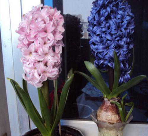 风信子开花的象征意义（祝福与希望的花语）