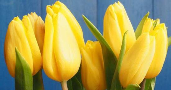 郁金花花语解读之美丽与坚强（探索郁金花的花语意义与传承之美）