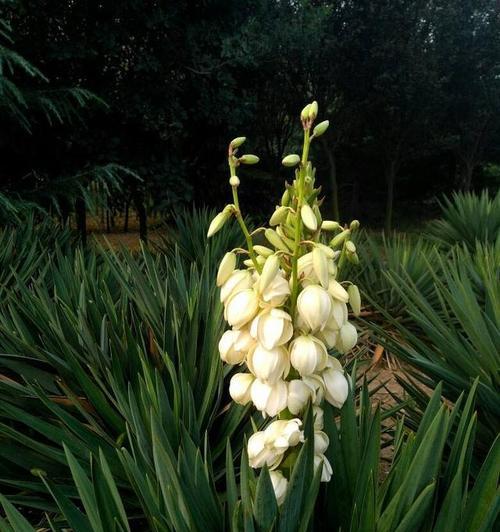 龙舌兰花语(挺立荒芜中的生命之美) 龙舌兰花语(挺立荒芜中的生命之美)