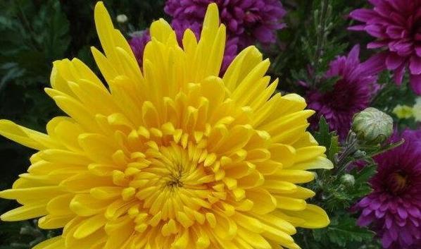 中国十大名花的象征意义（探索中国文化中花卉的深层内涵）