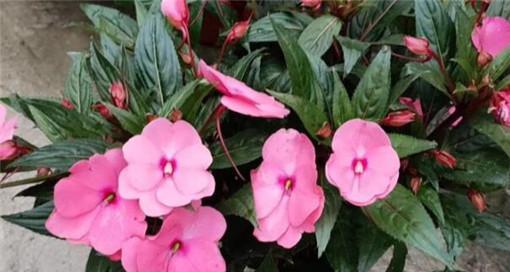 凤仙花(凤仙花的象征意义及其生长特点)