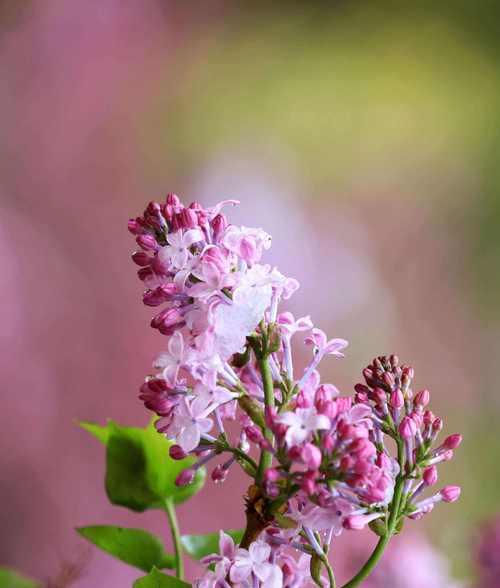 花开思念,以花代表思念去世的人(怀念逝者) 花开思念,以花代表思念去世的人(怀念逝者)