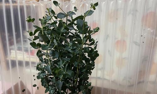 尤加利的花语和寓意（以尤加利之花传递的情感与祝福）