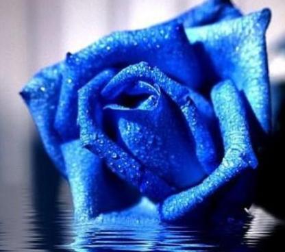 蓝色妖姬花语的深意（揭开蓝色妖姬花的神秘面纱）