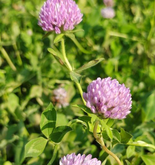 四叶草的寓意与花语（探索四叶草的幸运之道）