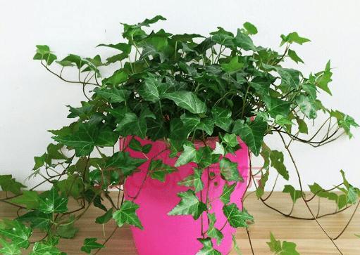 常春藤的象征与风水寓意（探寻常春藤在生活中的秘密）