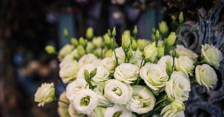 洋桔梗花语（白色洋桔梗花的花语及其象征的情感）